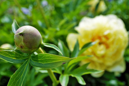 夏天 多年生植物 颜色 灌木 园林绿化 花园 粉红色 盛开