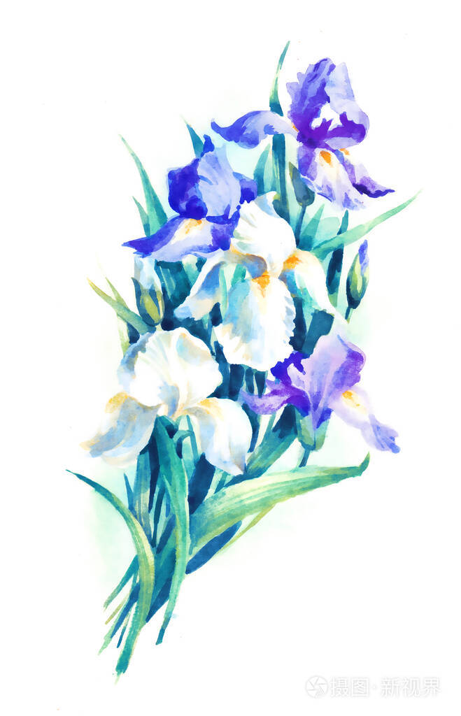 蝴蝶花水彩光栅插图