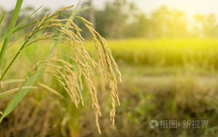 现代农业观。稻穗成熟，稻谷背景智能农业图标技术。