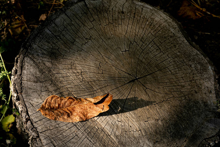 特写镜头 秋天 木材 植物 日志 松木 森林 颜色 树桩