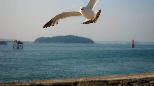 风景 海鸥 旅行 海岸 航班 自由 夏天 美丽的 野生动物