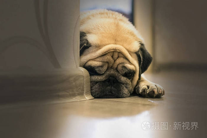 哈巴狗一只伤心的狗躺在地板上