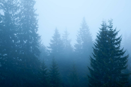 雾景云杉林图片