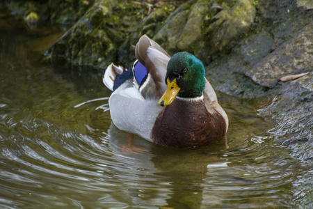 动物 鸭子 自然 池塘