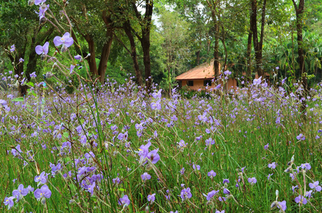 水竹叶属 假期 公园 花的 颜色 紫色 美女 紫罗兰 花园