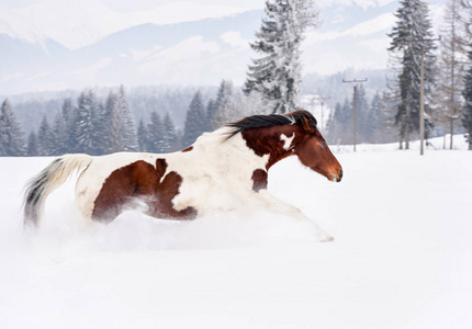 Brown and white horse running in deep snow, trees and mountains 