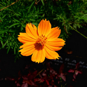 花园 植物学 开花 自然 盛开 植物区系 花瓣 花粉