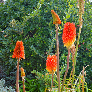 植被 公园 植物 植物学 植物区系 自然 花园