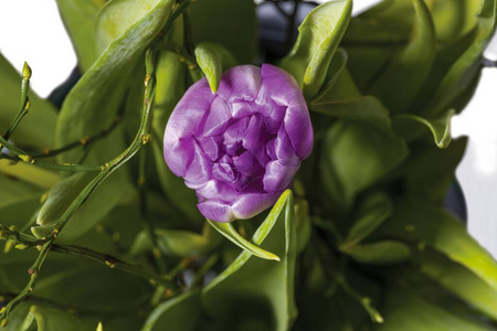 公园 郁金香 花瓣 花的 紫色 植物区系 粉红色 开花 花园