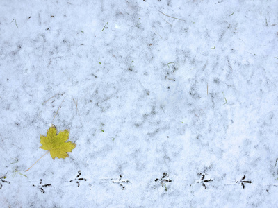 第一场雪上的鸟脚印和黄色的枫叶