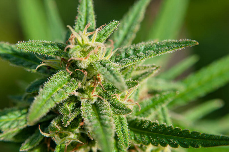 大麻花图片 大麻花素材 大麻花插画 摄图新视界 大麻花图片 大麻花素材 大麻花插画 摄图新视界