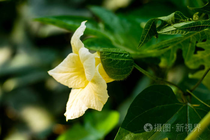 菠萝蜜花开