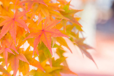 树叶 公园 纹理 风景 特写镜头 森林 分支 日本 京都