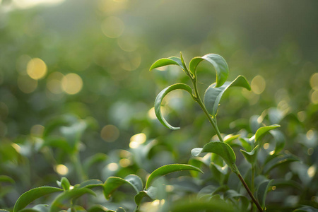 季节 花园 植物 阳光 灌木 发光 种植园 草本植物 房地产