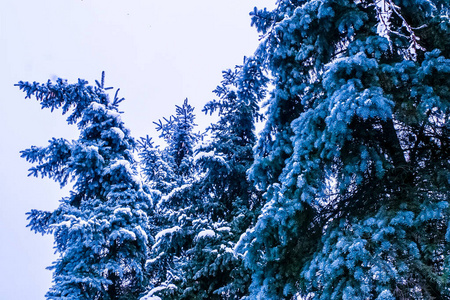 覆盖着雪的冷杉树梢