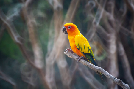 Beautiful colorful Sun Conure parrot birds or Love Bird science 