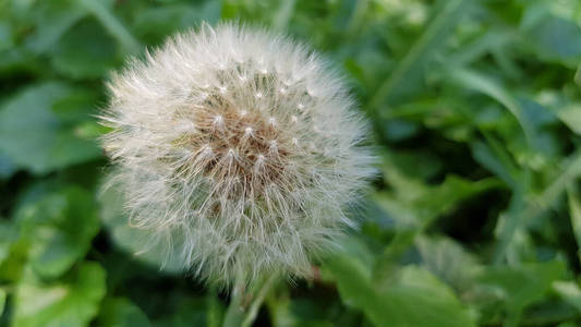 纹理 蒲公英 草本植物 花园 领域 环境 阳光 季节 春天