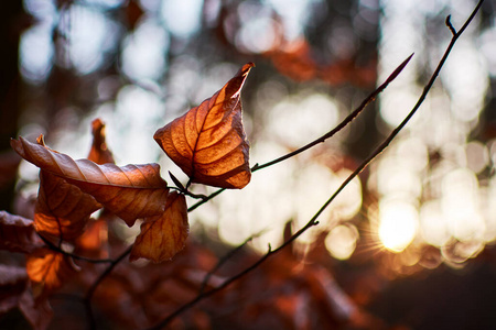 Closeup photo of a beech leaf on a tree branch in a forest with 