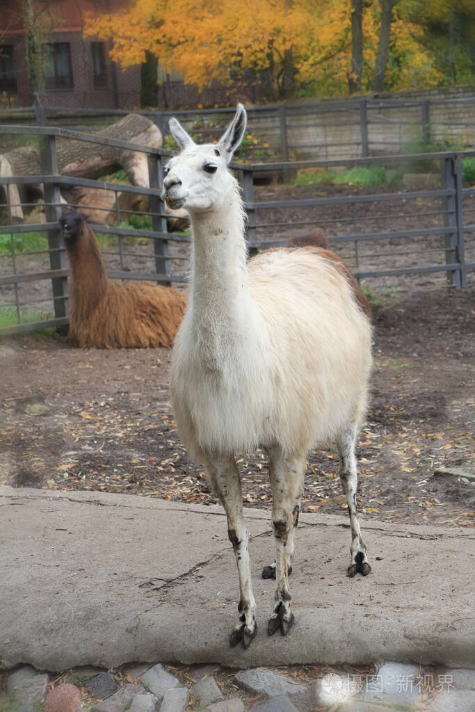 农场畜栏里的美洲驼