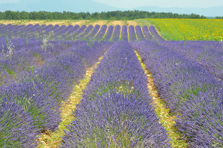 travel to Provence in the south of France. lavender culture and 