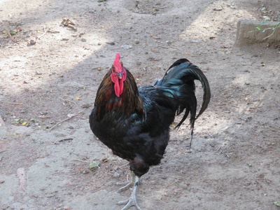 公鸡下蛋美丽的母鸡下蛋黑行走的画面照片