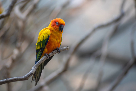 Beautiful colorful Sun Conure parrot birds or Love Bird science 