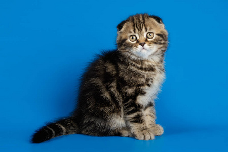 一只苏格兰短毛猫的摄影棚摄影照片