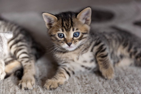 可爱的孟加拉一个月大的小猫宝宝躺在蓬松的棕色地毯上照片