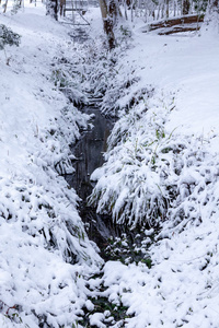 冬天积雪覆盖地面和树木的水渠图片