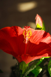 Care home indoor plants closeup. Hibiscus rosasinensis, known 