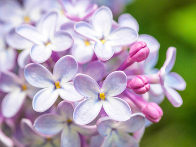 Blooming lilac purple flowers, selective focus. Branch of lilac 