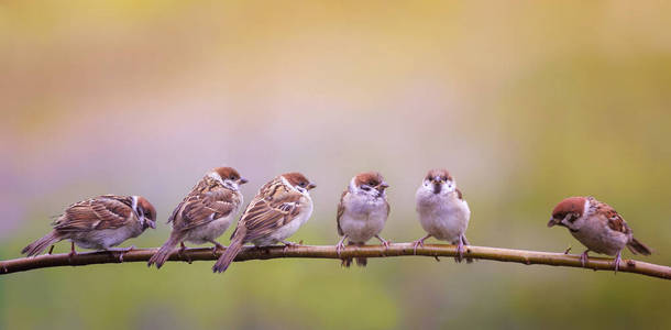 图为一群有趣的小鸟和小鸟麻雀坐在一个b照片