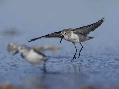 Sanderling, Calidris alba   