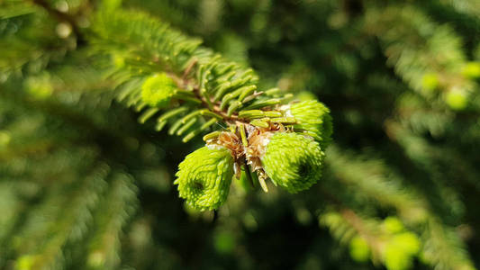 公园 发芽 花园 季节 森林 阳光 植物 纹理 木材 春天