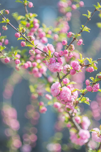 春天公园里盛开的樱花树。樱花盛开的樱花。