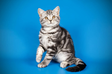 苏格兰短毛猫图片