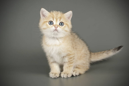 苏格兰短毛猫彩色背景的苏格兰短毛猫照片