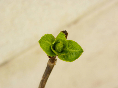 新的 草本植物 生活 树叶 花园 自然 植物区系 三叶草