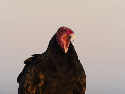 Turkey vulture, Cathartes aura    