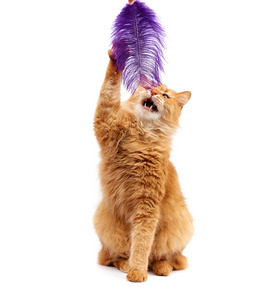 成年的姜黄色绒毛猫在白色的b上玩紫色的羽毛