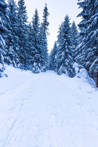 冬季雪林小径景观。雪冬林路