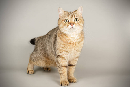 苏格兰短毛猫图片