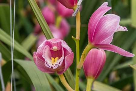 Flowering branch of red orchid in a greenhouse 