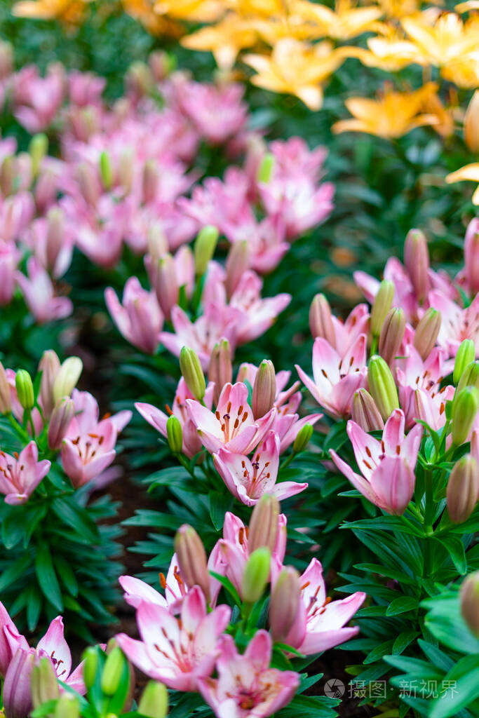 花园里开着百合花.春花照片-正版商用图片29ay4q-摄图新视界