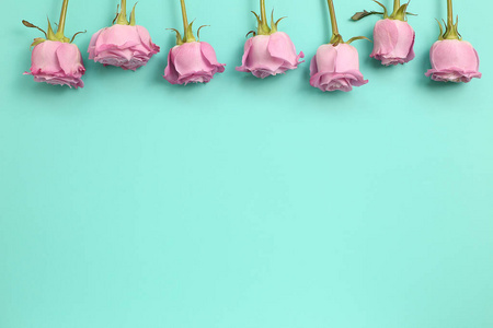 玫瑰花平铺粉红紫色玫瑰花,背景为薄荷绿.