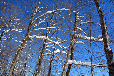 美丽的 日落 木材 颜色 自然 森林 天气 俄罗斯 季节
