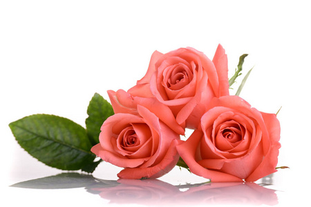 橙色玫瑰花束孤立的白色背景，美丽的桃色色调