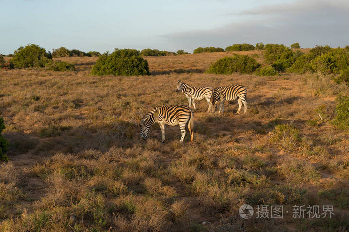 日出时非洲斑马在非洲大草原上吃草