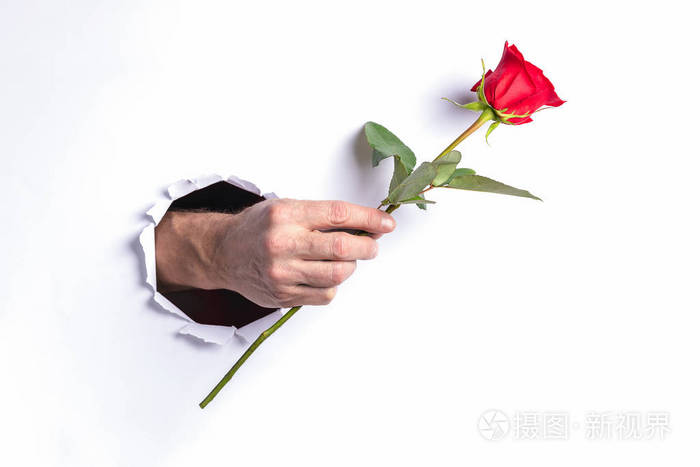 玫瑰花穿过手掌的图片图片