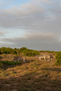 非洲斑马在非洲的野外吃草